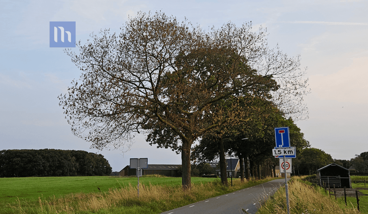 Opvallend aantal dode eikenbomen in Heeze en omgeving Opvallend aantal dode eikenbomen in Heeze en omgeving