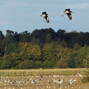 Lezing over het mysterie en de magie van de kraanvogel