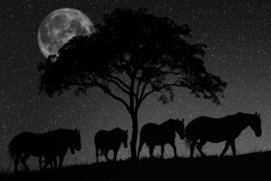 Nacht van de nacht