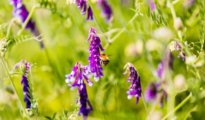 Lente