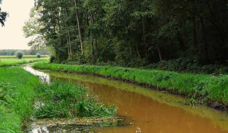 Strijper Aa Leenderstrijp Charlotte Tulp (1)