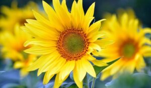 Zonnebloem