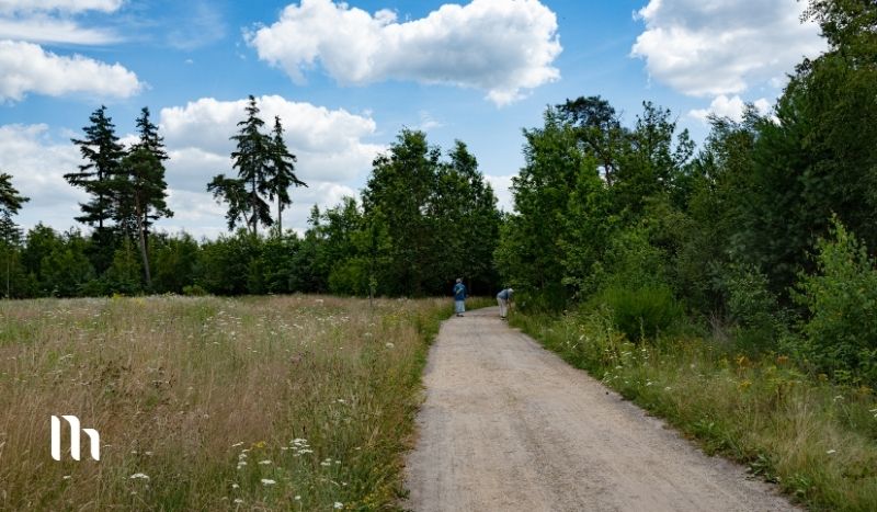 Gravel path through a grassy field toward a forest, with two people walking in the distance under a blue sky.