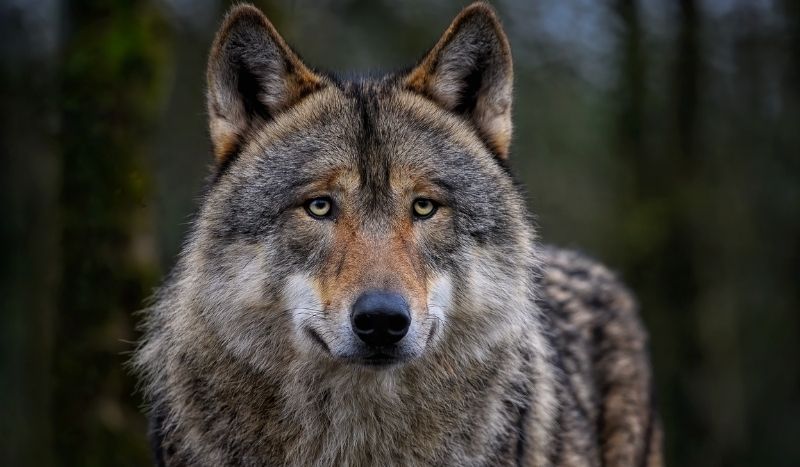 Wolf