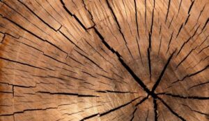 Close-up of a tree stump showing concentric growth rings and radial cracks.