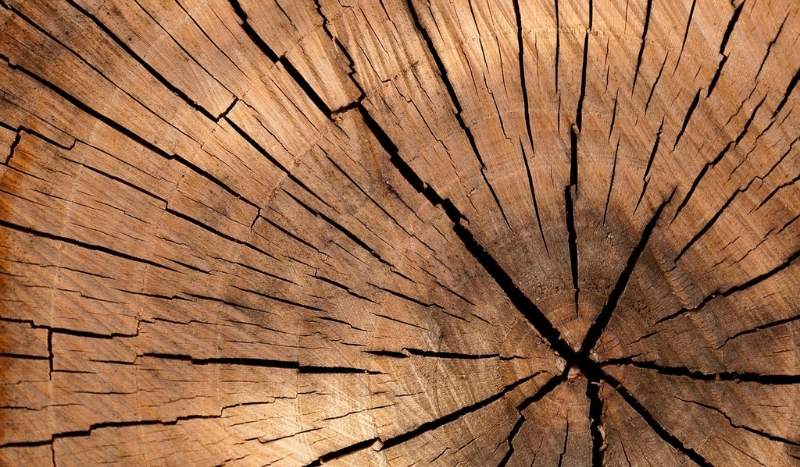 Close-up of a tree stump showing concentric growth rings and radial cracks.