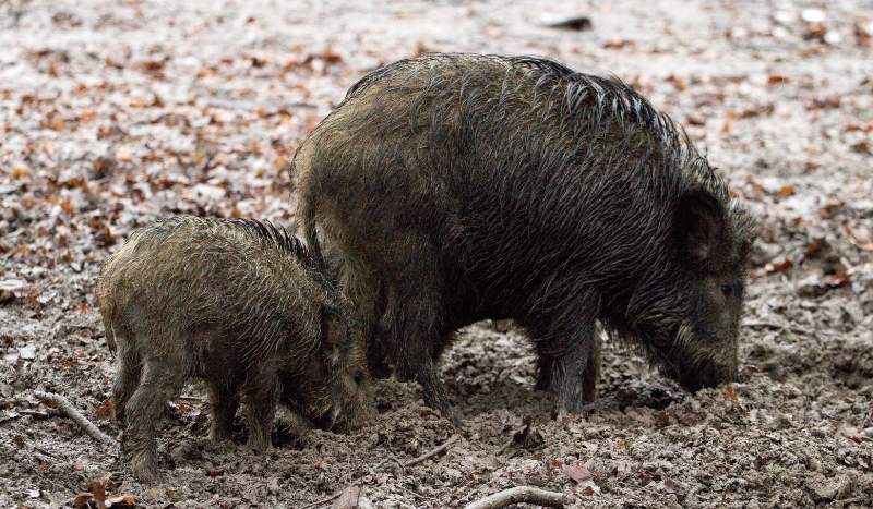 Adult warthog with a young piglet foraging in muddy ground